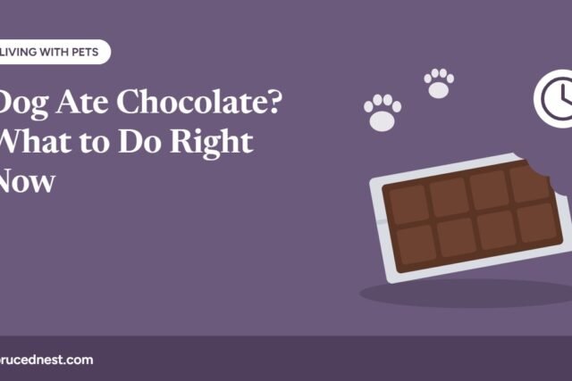 Dog ate chocolate: what to do right now