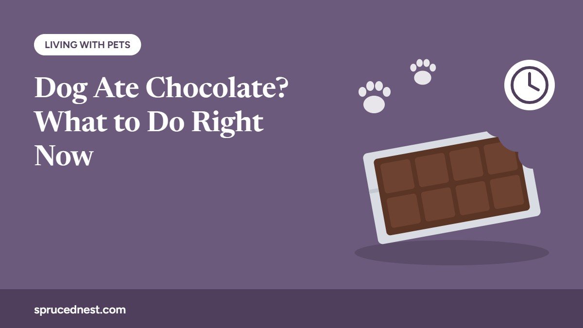 Dog ate chocolate: what to do right now