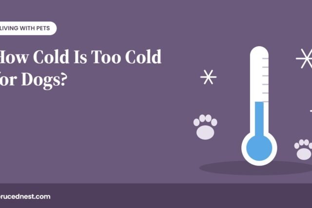How cold is too cold for dogs