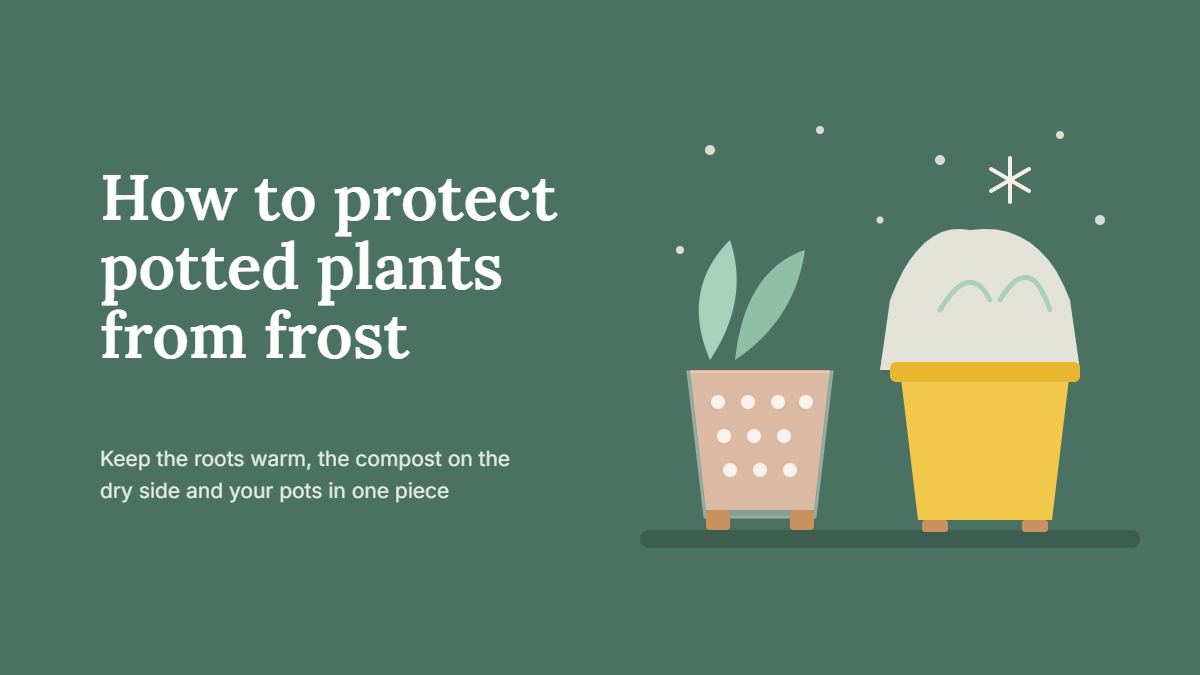 Protect potted plants from frost by wrapping containers and grouping them near a wall