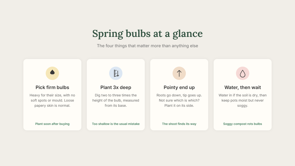 How to plant spring bulbs at a glance: pick firm bulbs, plant three times deep, pointy end up, water then wait