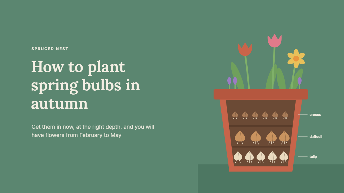 How to plant spring bulbs in autumn in pots and borders